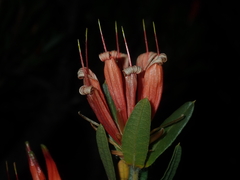 Lambertia multiflora