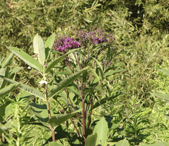 Vernonia gigantea