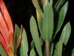 Lambertia multiflora