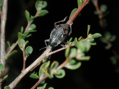 Catasarcus nephelodes