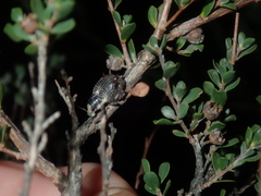 Catasarcus nephelodes