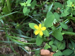 Hypericum taihezanense