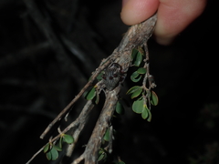 Catasarcus nephelodes