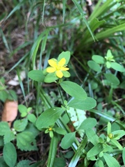 Hypericum taihezanense