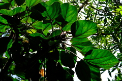 Oreopanax pycnocarpus