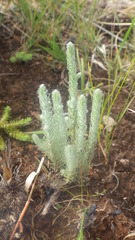 Helichrysum candollei