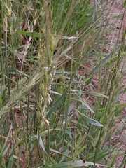 Triticum spelta