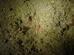 Mesacmaea mitchelli