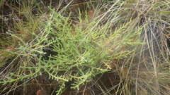 Helichrysum candollei