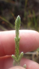 Helichrysum candollei