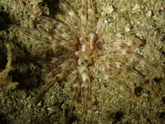 Mesacmaea mitchelli