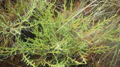 Helichrysum candollei