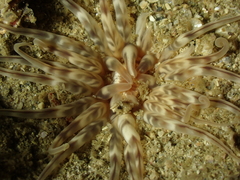 Mesacmaea mitchelli