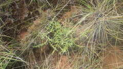 Helichrysum candollei