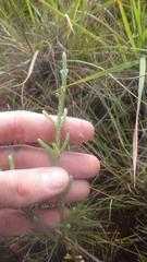 Helichrysum candollei