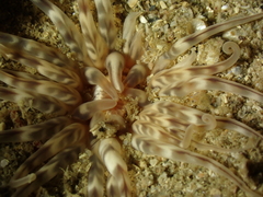 Mesacmaea mitchelli