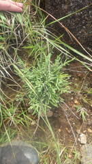 Helichrysum candollei