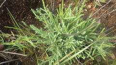 Helichrysum candollei
