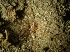 Mesacmaea mitchelli