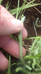 Helichrysum candollei