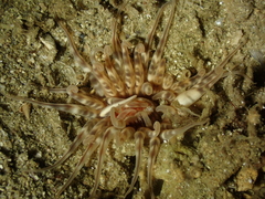 Mesacmaea mitchelli