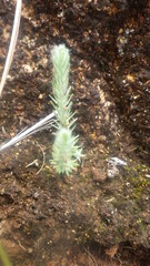 Helichrysum candollei