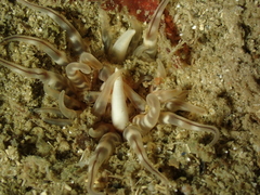 Mesacmaea mitchelli