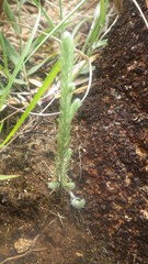 Helichrysum candollei