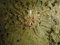 Mesacmaea mitchelli