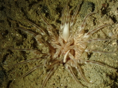 Mesacmaea mitchelli