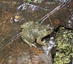 Occidozyga laevis