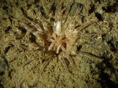 Mesacmaea mitchelli