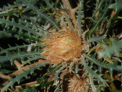 Banksia platycarpa