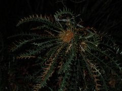 Banksia platycarpa