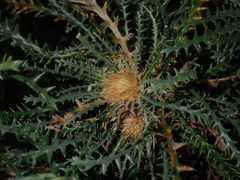 Banksia platycarpa