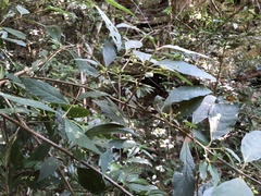Callicarpa randaiensis