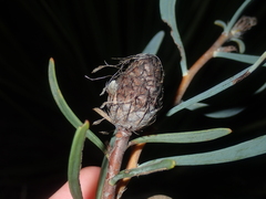 Petrophile linearis