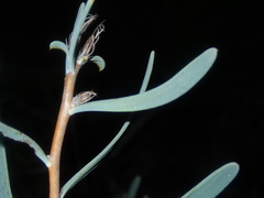 Petrophile linearis