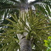 Areceae - Photo (c) Pierre-Louis Stenger,  זכויות יוצרים חלקיות (CC BY-NC), הועלה על ידי Pierre-Louis Stenger