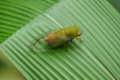 Chremistica ochracea