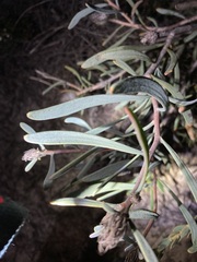 Petrophile linearis