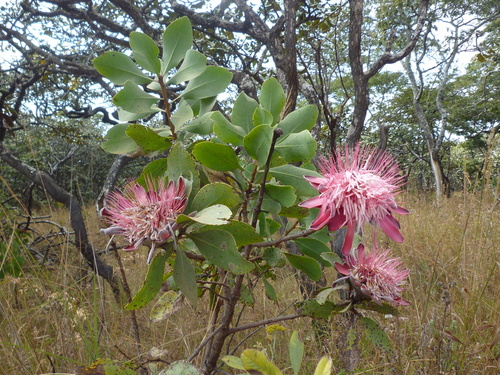 Protea angolensis var. trichanthera image