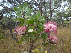 Protea angolensis var. trichanthera image