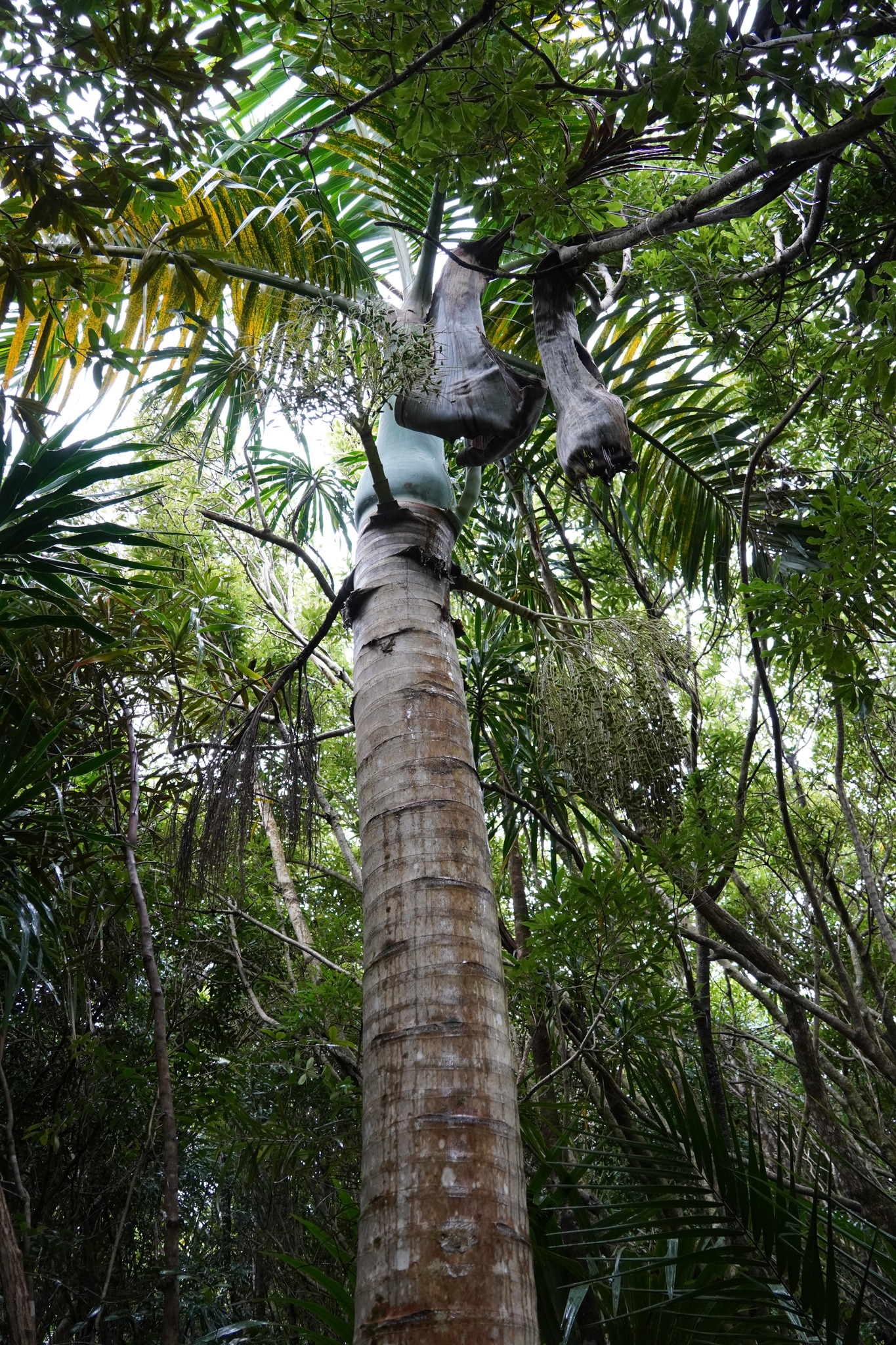 Imagem de Palmeira-garrafa