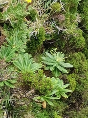 Euphorbia stygiana