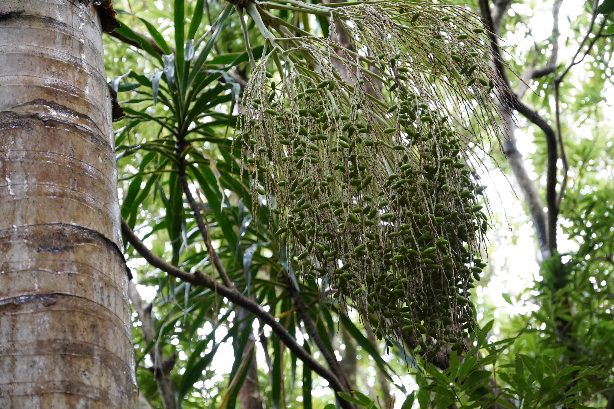 Imagem de Palmeira-garrafa