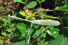 Zoolea descampsi