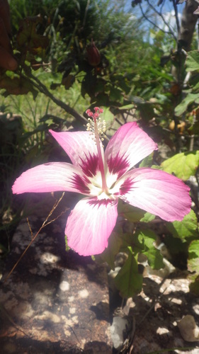 Pink hibiscus (Hibiscus cameronii)