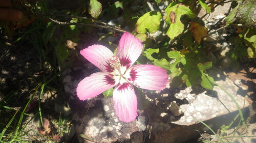 Hibiscus cameronii image