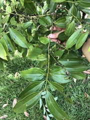 Cinnamomum osmophloeum